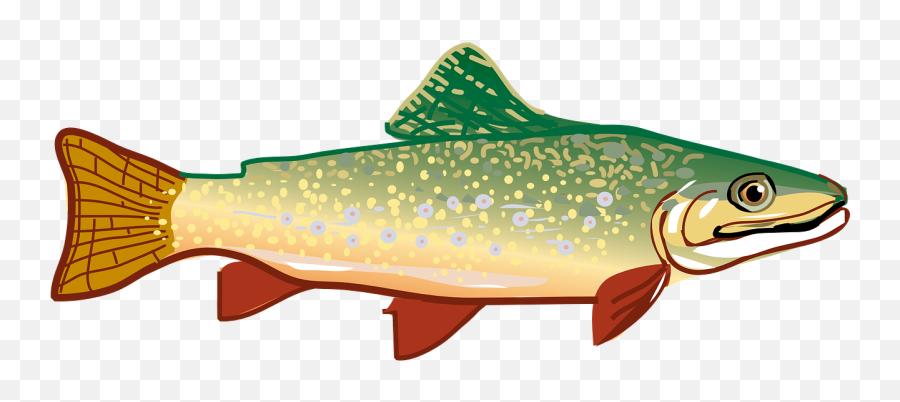 Trout Fish Rainbow - Free Vector Graphic On Pixabay Trout Clipart Transparent Png,Fish Icon