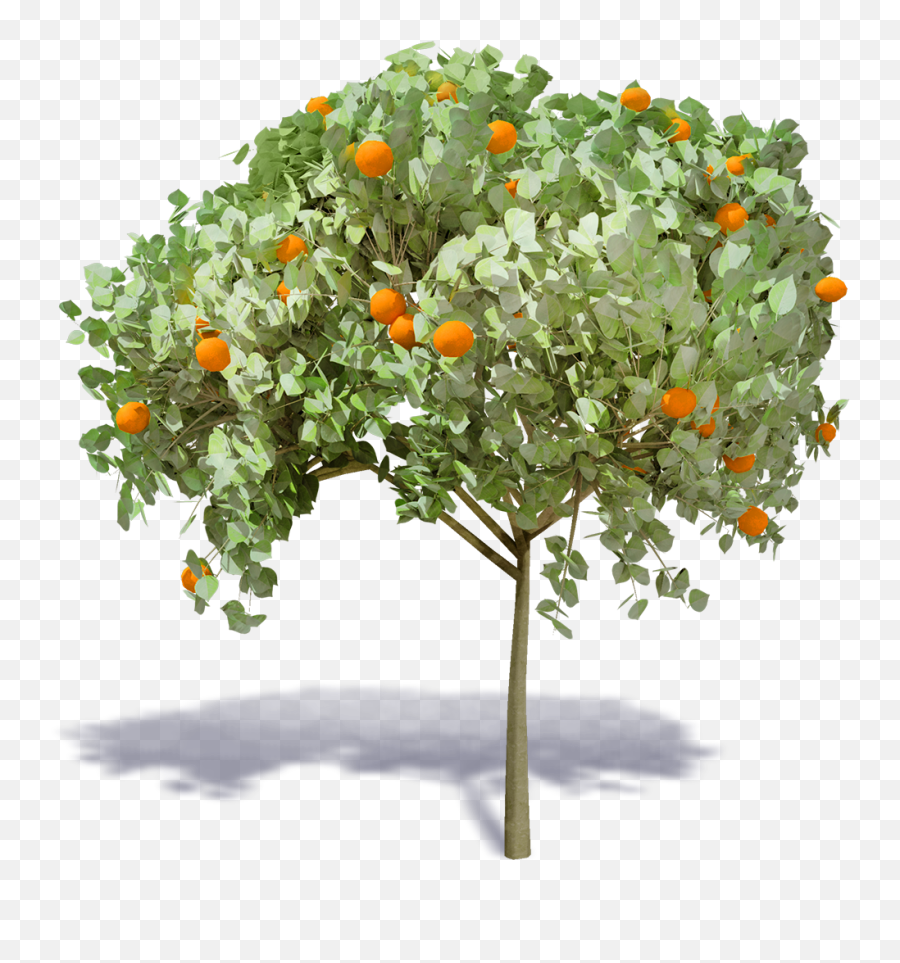 Hi Png Orange Tree
