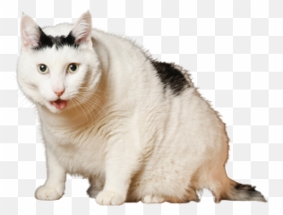 Melbourne Fat Cat Bender The Chonky Social Media Star In - Domestic Cat png