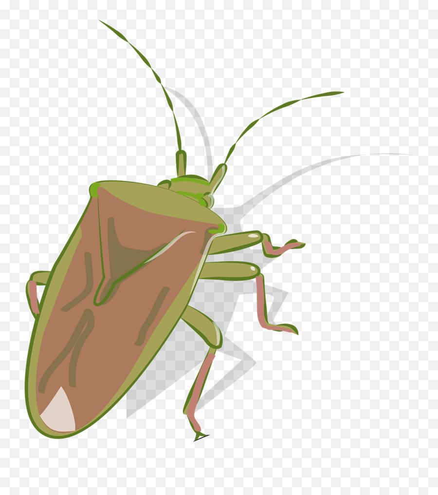 Bug Stink Insect - Free Vector Graphic On Pixabay Parasitism Png,Stink Icon