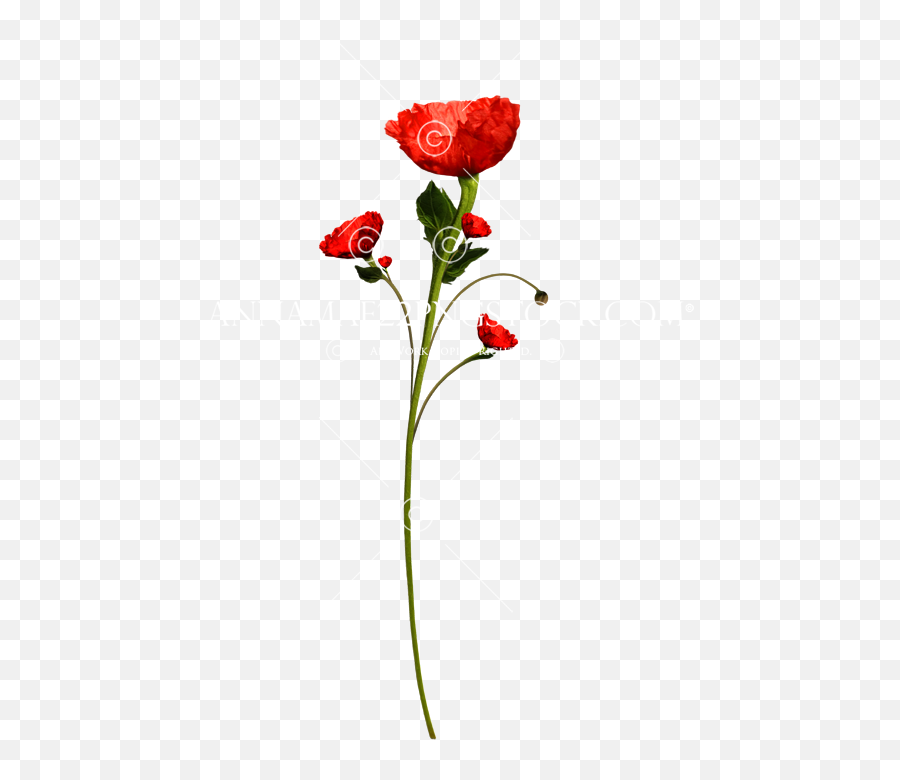 Poppy Flower Png Stock Photo 0088 Transparent Background - Ground Rose,Small Flower Icon