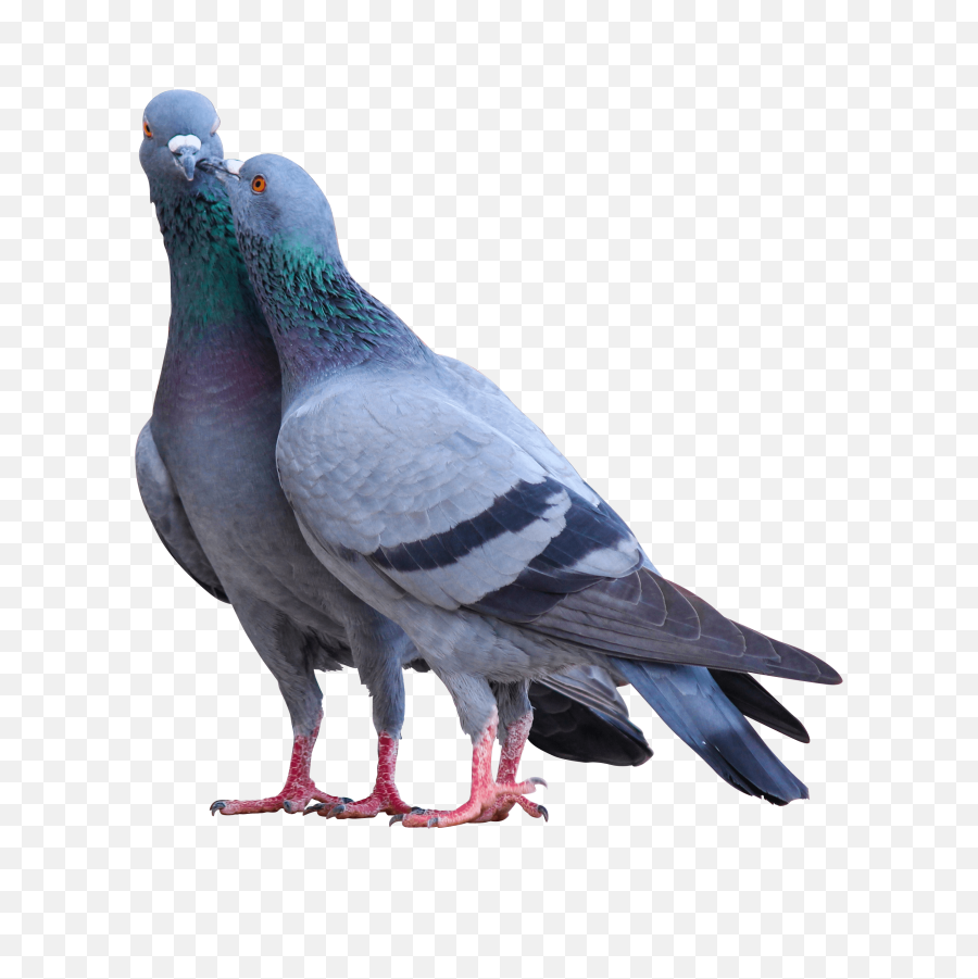 Pigeon Pictures Png Image - Beautiful Pigeon,Pigeons Png