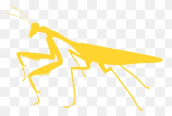 Mantis Silhouette - Free Vector Silhouettes Creazilla Mantis Png,Mantis Png