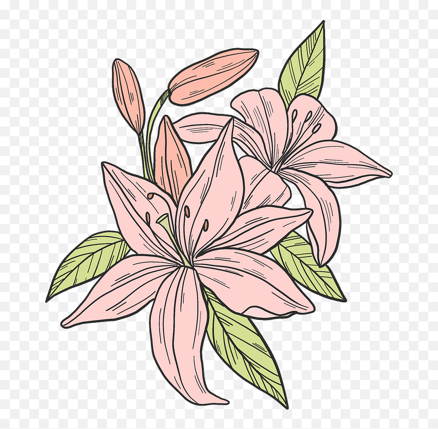 Pink Lilies Clipart Free Download Transparent Png Creazilla - Stargazer Lily,Lily Transparent