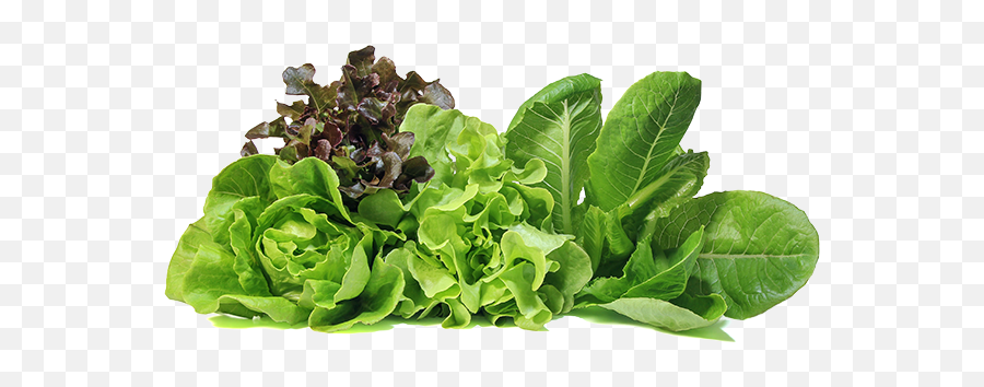 Duda Farm Fresh Foods Products - Lettuce Png,Lettuce Png