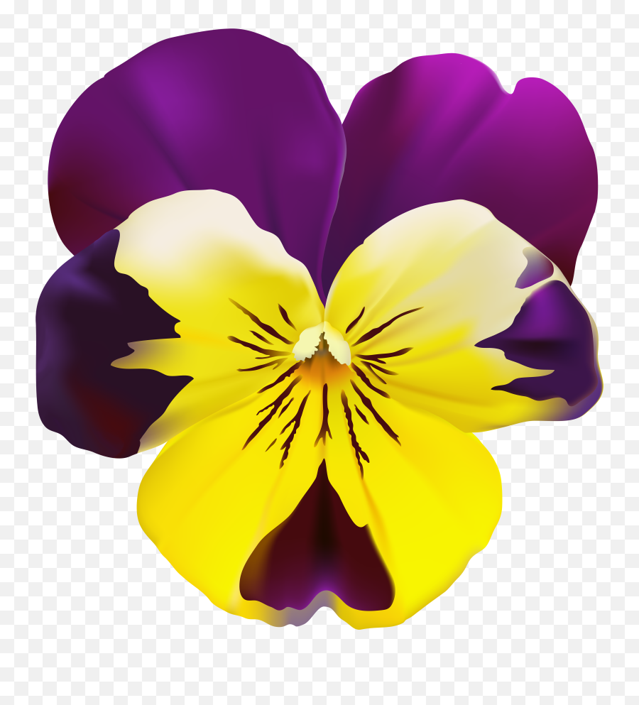 Library Of Violets Flower Banner - Pansies Clip Art Free Png,Violets Png
