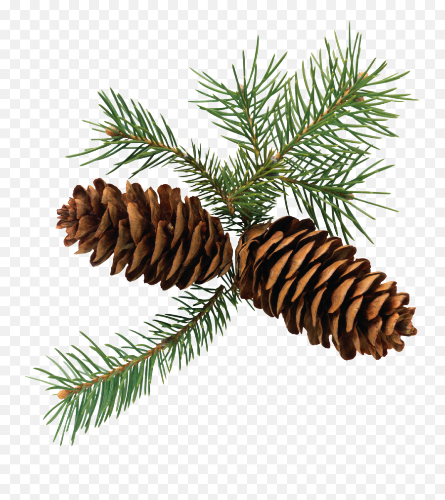 Pine Cone 3d Png Image - Conifers Png,Pine Cone Png