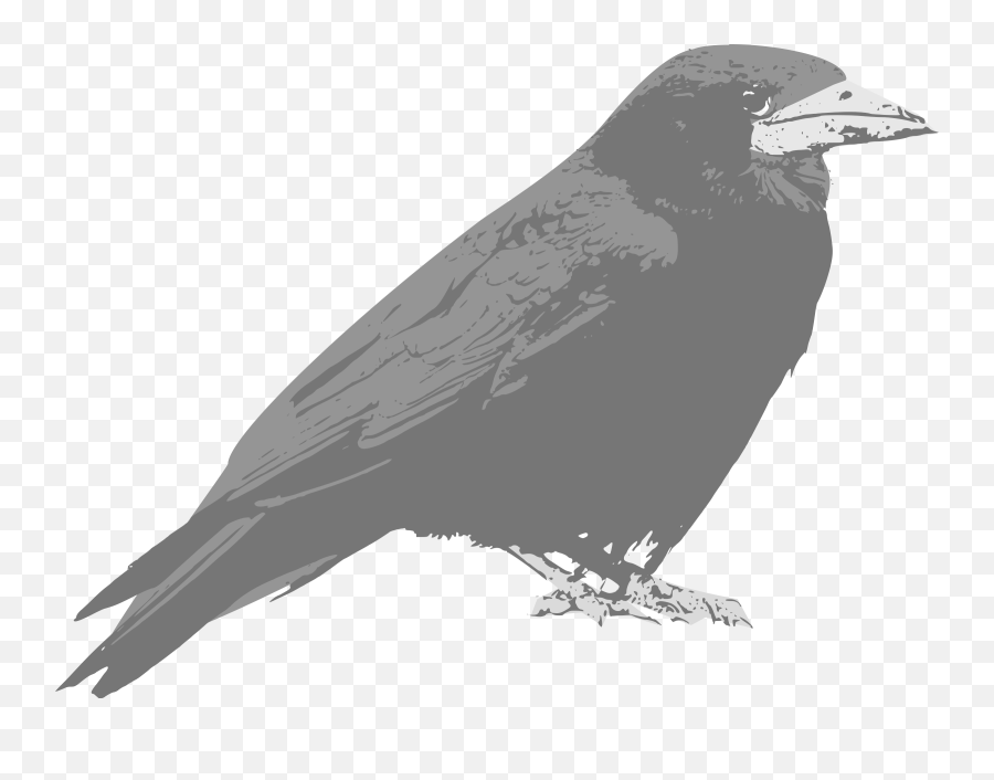 Raven Bird Vector Clip Art - Cartoon Raven Png,Raven Silhouette Png