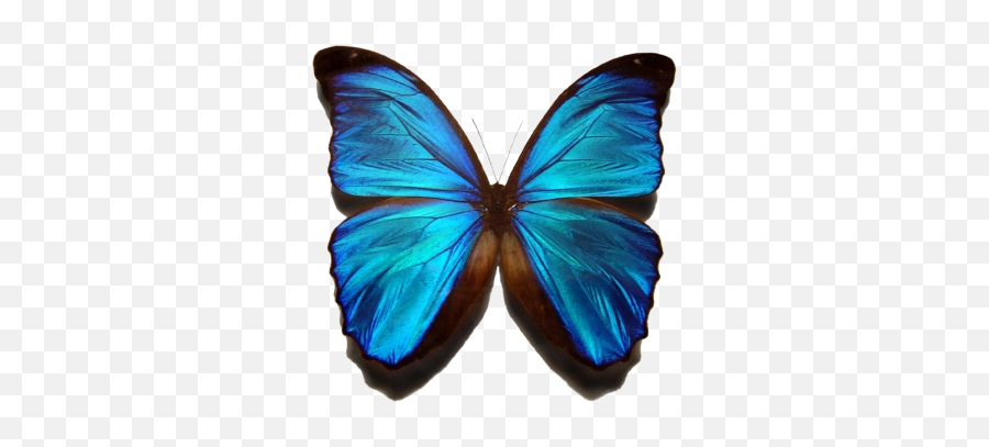 Morpho Png And Vectors For Free Download - Dlpngcom Transparent Background Butterfly Png,Watercolor Butterfly Png