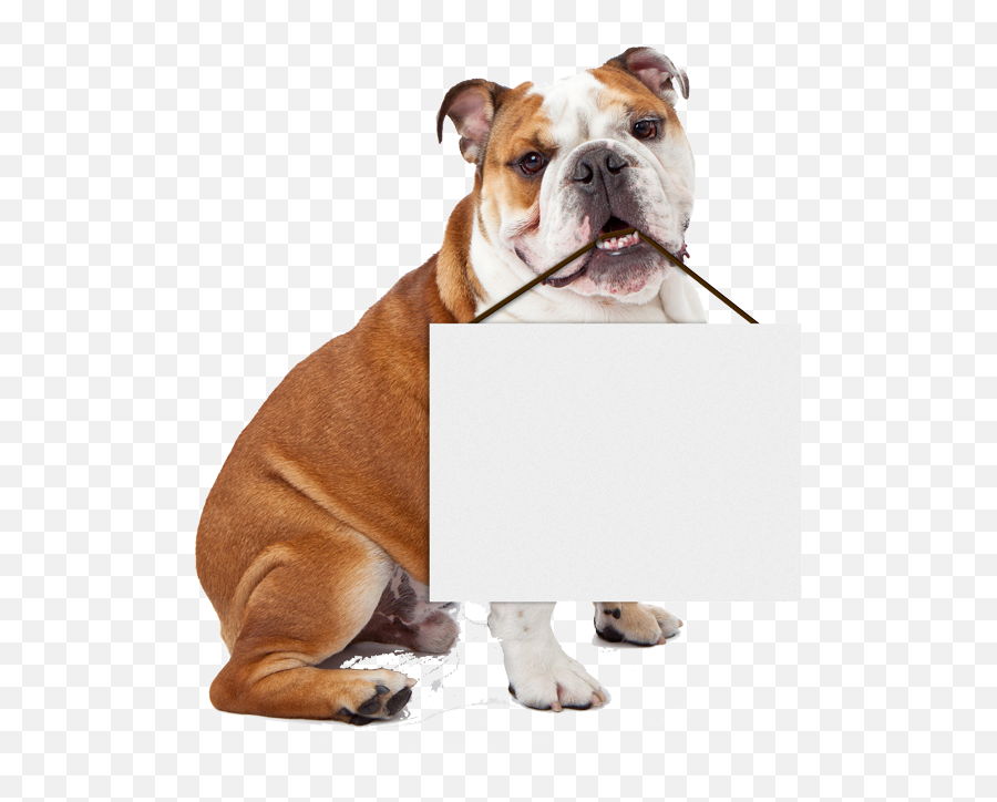 Bulldog Holding Blank Sign Template - Imgflip Bulldog Png,Blank Sign Png