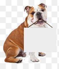 Bulldog Holding Blank Sign Template - Imgflip Png