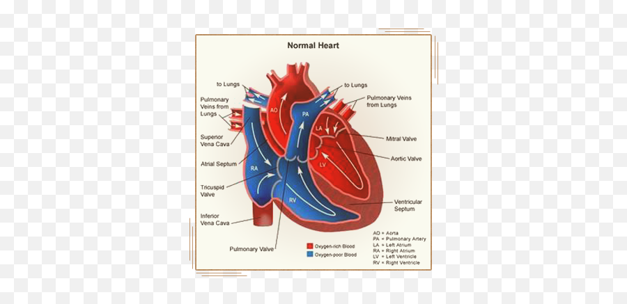 A Little Something About The Human Heart - Part Of The Heart Prevents Blood Png,Human Heart Png