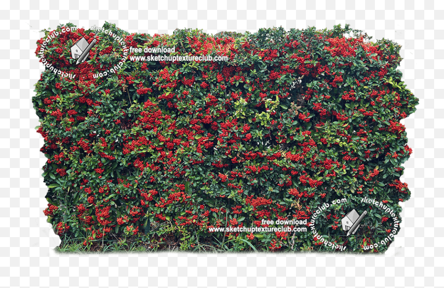 Download Hd 18708 Cut - Out Autumnal Hedge Texture Begonia Hedge Png,Hedge Png