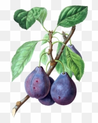 Fruit Plum Plums Vintage Old Free Stock Photo - Public Vintage Plums Png,Plum Png