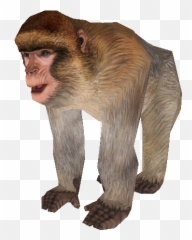 Pc Computer - Zoo Tycoon 2 Barbary Ape Adult The Barbary Ape Zoo Tycoon 2 Png,Ape Png
