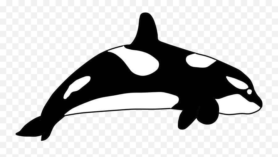 Download 344 - Killer Whale Full Size Png Image Pngkit Killer Whale,Whale Png