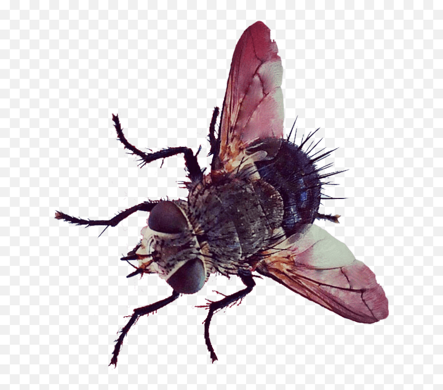 Butt - House Fly Png,Fly Transparent Background