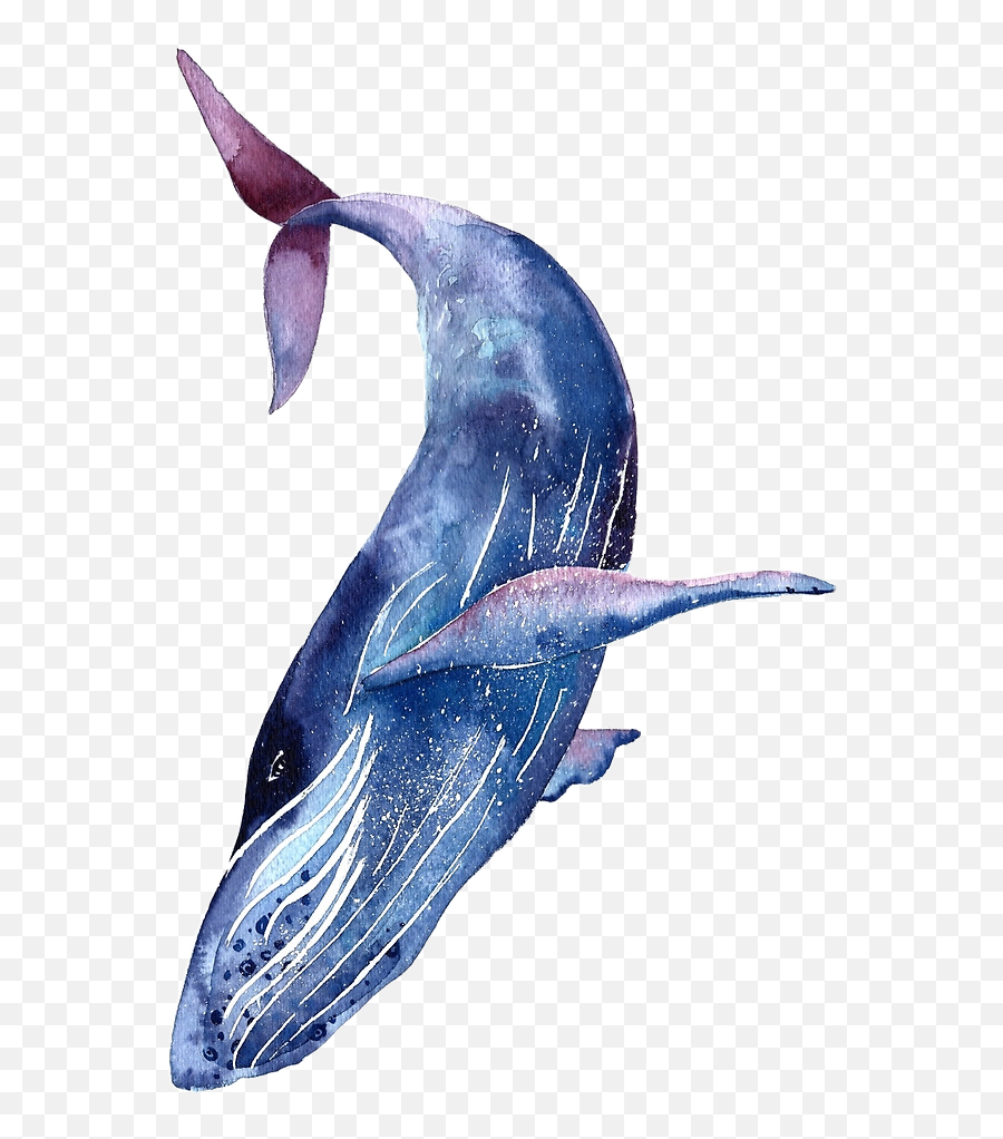 Whale Shark Tattoo Humpback Blue - Whale Watercolor Png,Whale Shark Png
