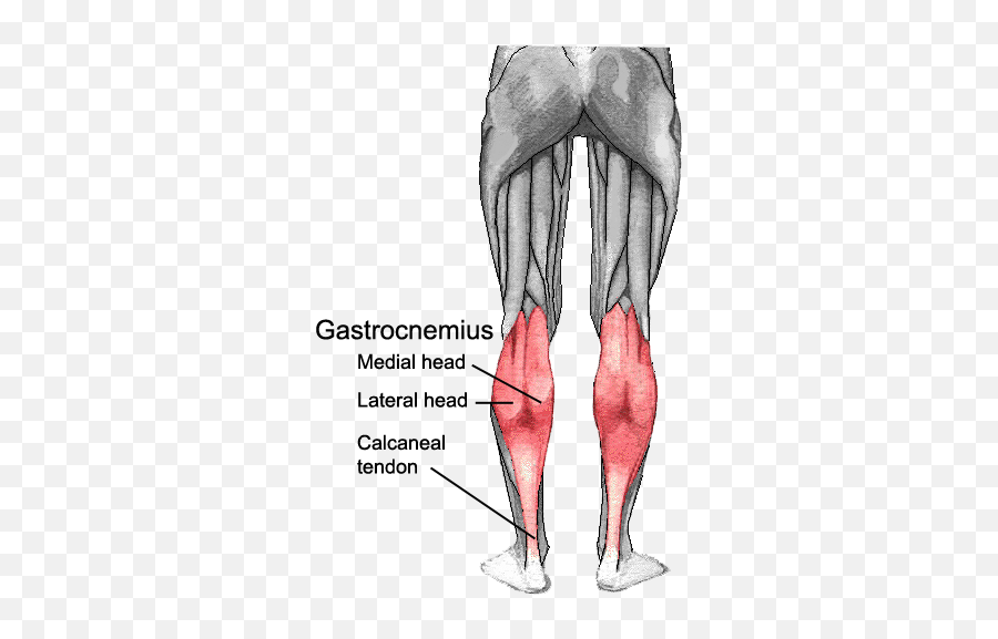 Muscles Of The Lower Leg And Foot Human Anatomy - Gastrocnemius Medial And Lateral Head Png,Leg Png