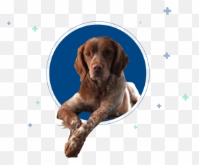 Veterinarian - Dog Png,Veterinarian Png