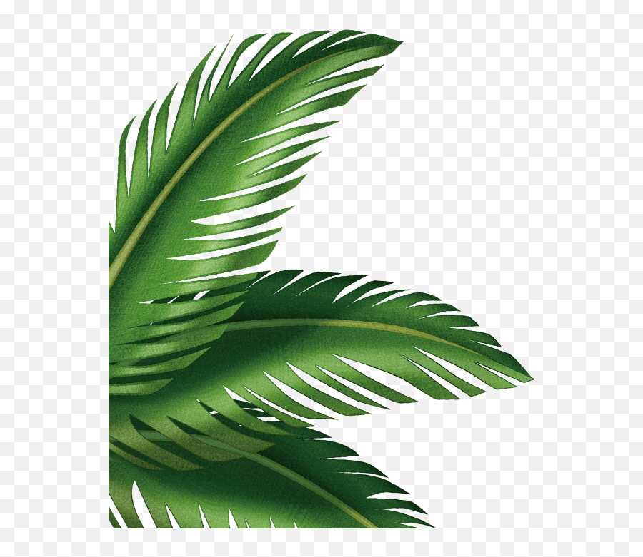 Leaf Arecaceae Clip Art Transprent Png - Palm Tree Leaf Clip Art,Palm Tree Leaves Png