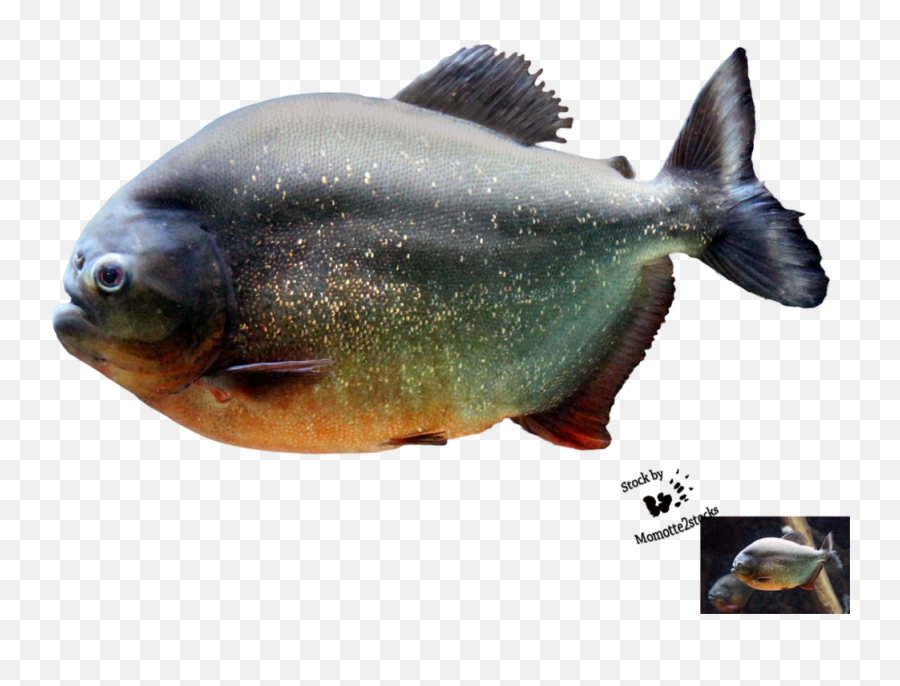 Piranha Png 6 Image - Piranha Png,Piranha Png