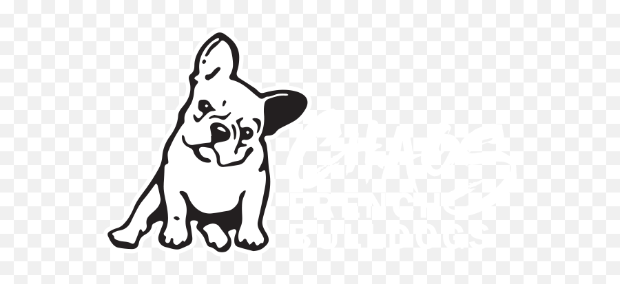 Available Puppies Chaos French Bulldogs - Language Png,French Bulldog Png