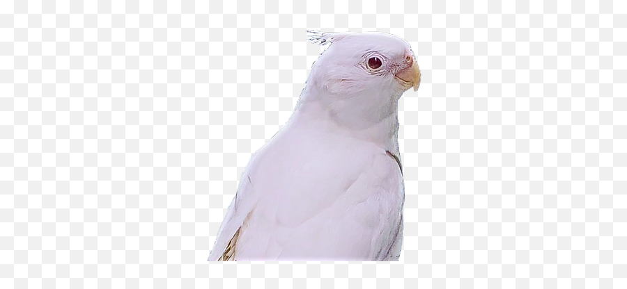 Exotic Birds For Sale - Parrots Png,Cockatiel Icon