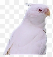 Exotic Birds For Sale - Parrots png