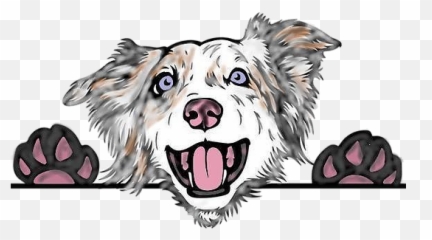 Chestnut Creek Aussies - Northern Breed Group Png,Australian Shepherd Icon