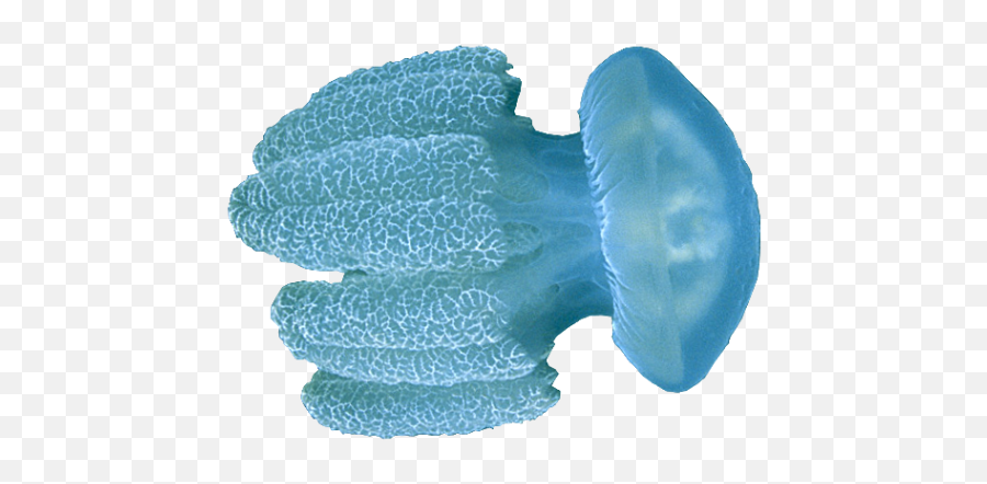 Jellyfish Transparent Png - Portable Network Graphics,Transparent Jellyfish
