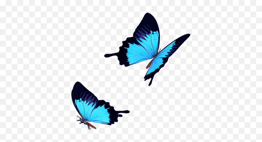 Light Blue Butterfly Fly Png Download - Flying Blue Butterfly Png,Blue Butterflies Png