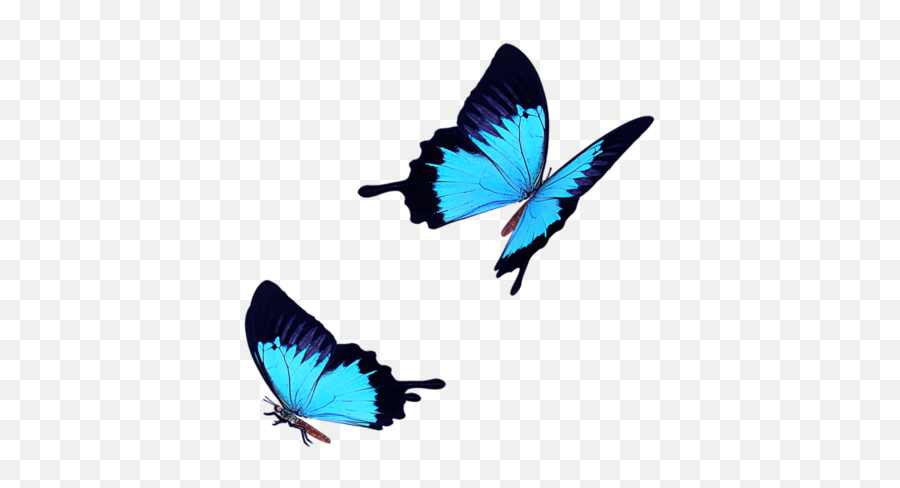 blue butterfly transparent background