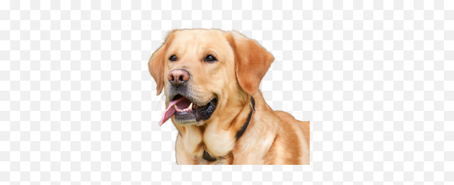 Png Images Pngs Icons Clipart Icon Transparent Labrador Retriever