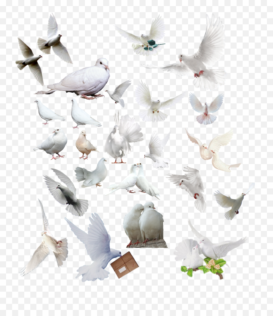 Logo Intro Banner Png Images - Birds For Photoshop Pigeons,Pigeons Png