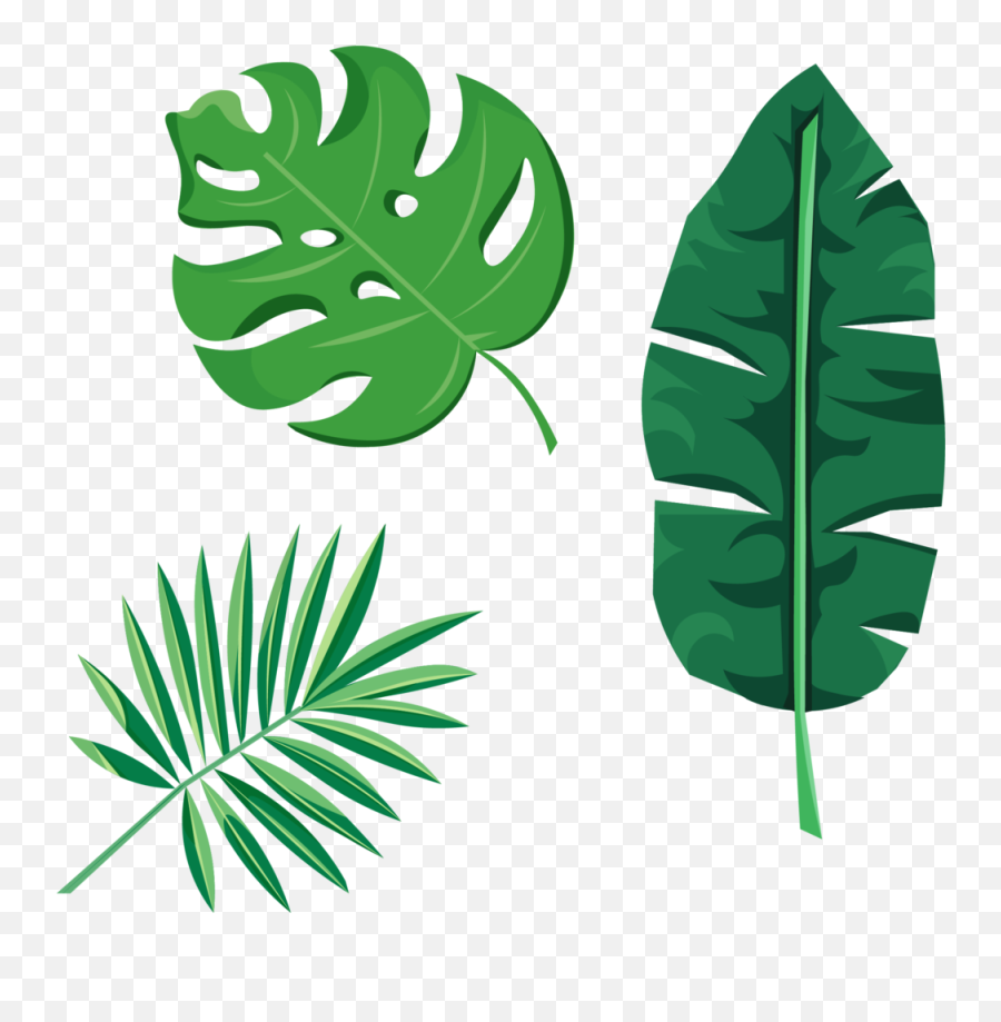 Design Work Allison Minor Png Tropical Leaf - free transparent png ...