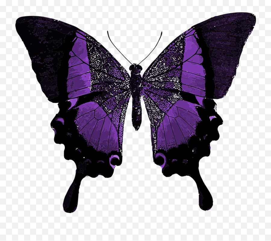 Purple Butterfly Colorful - Line Of Symmetry In Real Life Png,Purple Butterfly Png