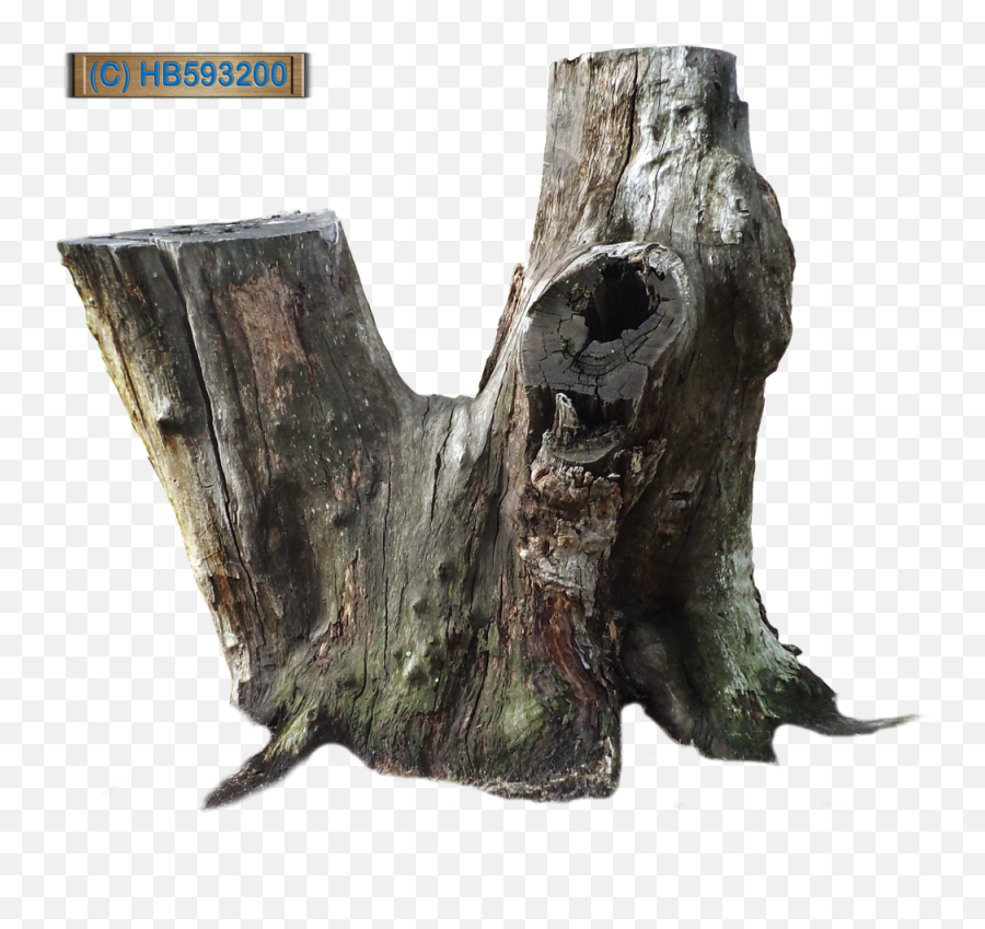 Download Hd Tree Stump - Old Tree Stump Png Transparent Png Dead Tree Stump Png,Old Tree Png