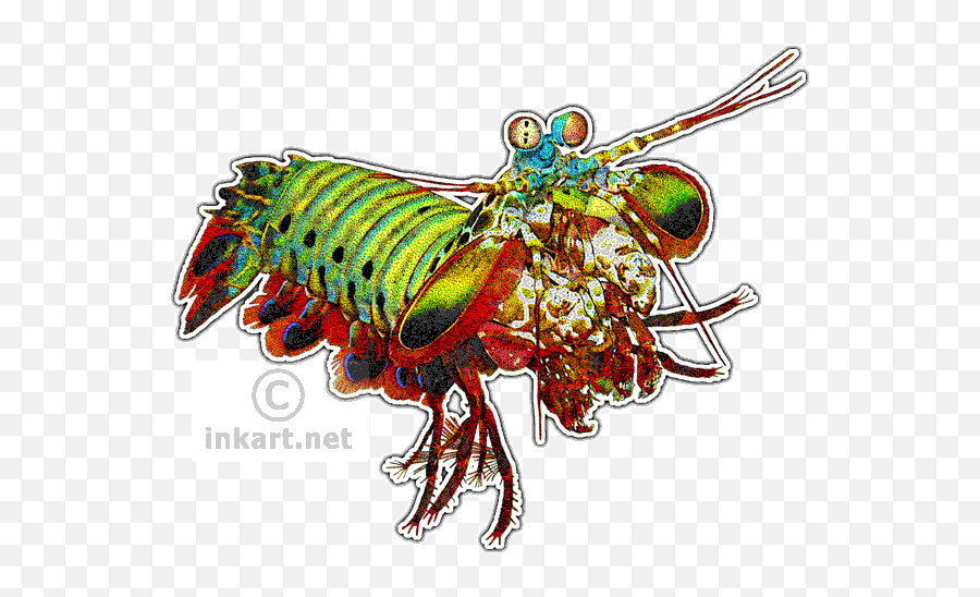Wildlife Art - Mantis Shrimp Art Full Size Png Download Peacock Mantis Shrimp Illustration,Mantis Png