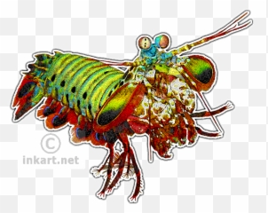 Wildlife Art - Mantis Shrimp Art Full Size Png Download Peacock Mantis Shrimp Illustration,Mantis Png