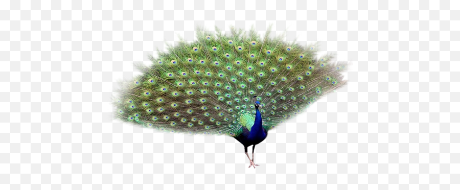 Peacock Png Transparent Images Free - Peafowl,Peacock Png