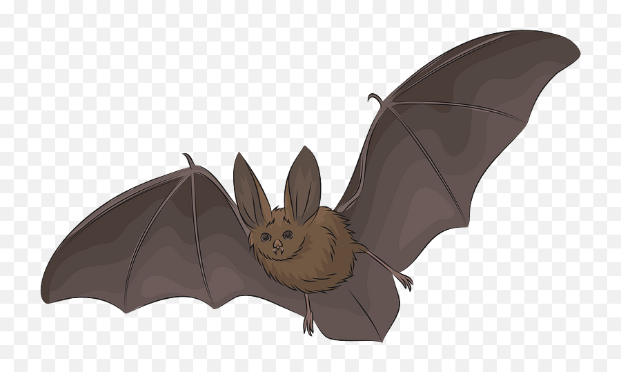 Townsendu0027s Big - Eared Bat Clipart Free Download Transparent Big Brown Bat Png,Bat Clipart Png