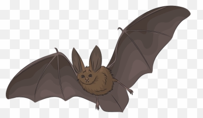 Townsendu0027s Big - eared bat clipart Free download transparent Big Brown Bat png