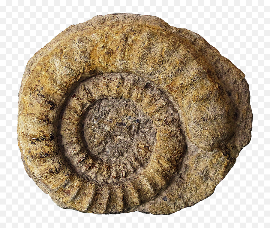 Fossils Petrification Ammonites - Transparent Fossil Png,Fossil Png