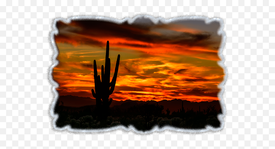 Saguaro Sunset H51 T - Silhouette Png,Saguaro Png