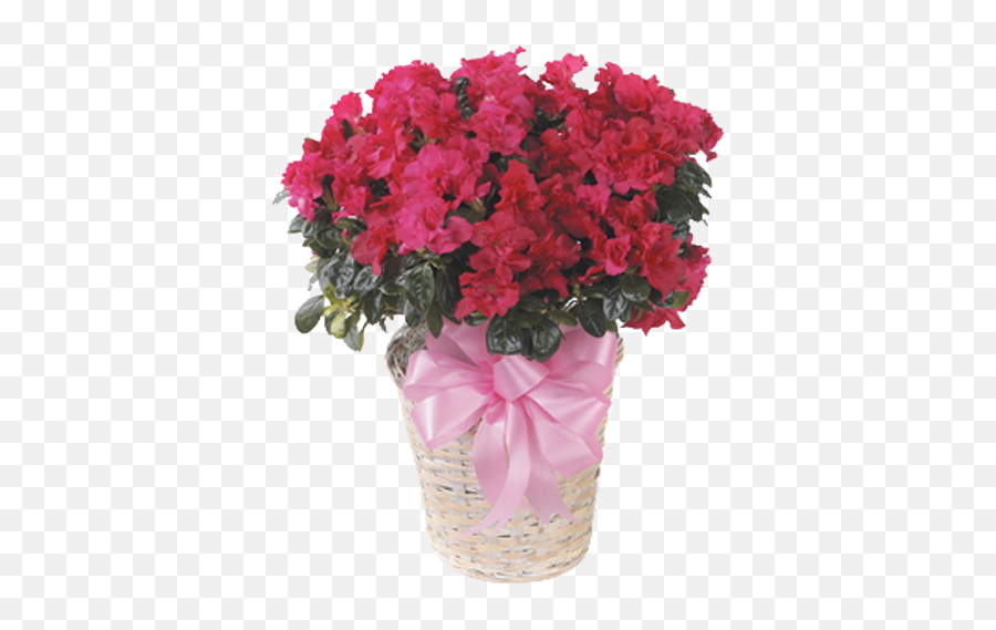 Azalea Flower Delivery Little Rock - Begonia Semperflorens Double Red Png,Azalea Png