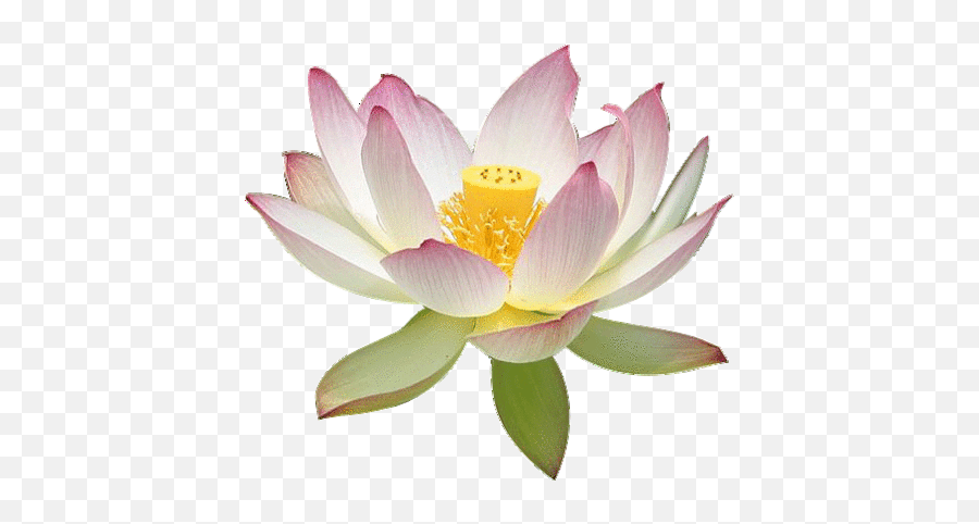 Transparent - Lotus Flower Vintage Png,Lotus Transparent Background