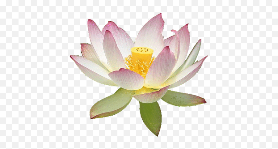 Transparent Lotus Flower Vintage Png Lotus Transparent Background Free Transparent Png Images Pngaaa Com