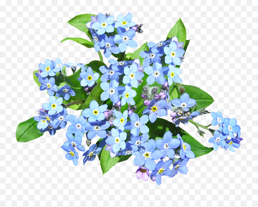 Forget Me Not Png 4 Image - Forget Me Not Flowers Png,Forget Me Not Png
