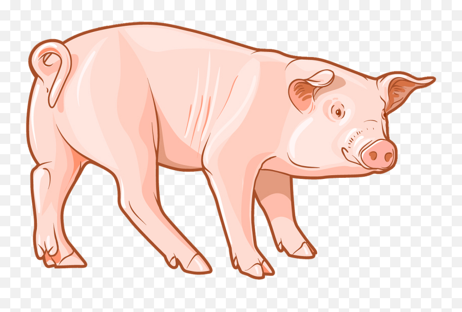 Pig Clipart - Domestic Pig Png,Pig Clipart Png